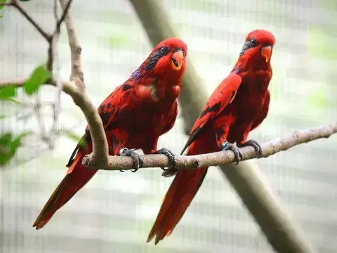Red Lorikeet - Red Lorikeet