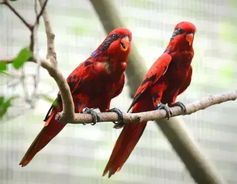 Red Lorikeet - Red Lorikeet