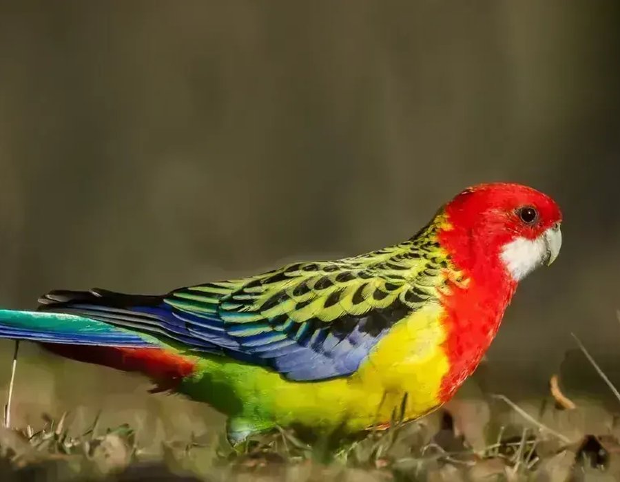 Rosella Bird - Rosella Bird