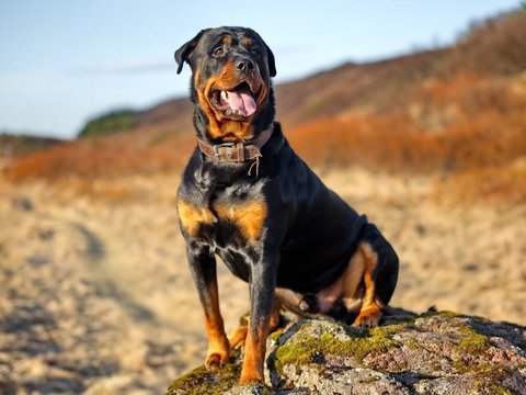 Rottweiler Puppy - Rottweiler Puppy