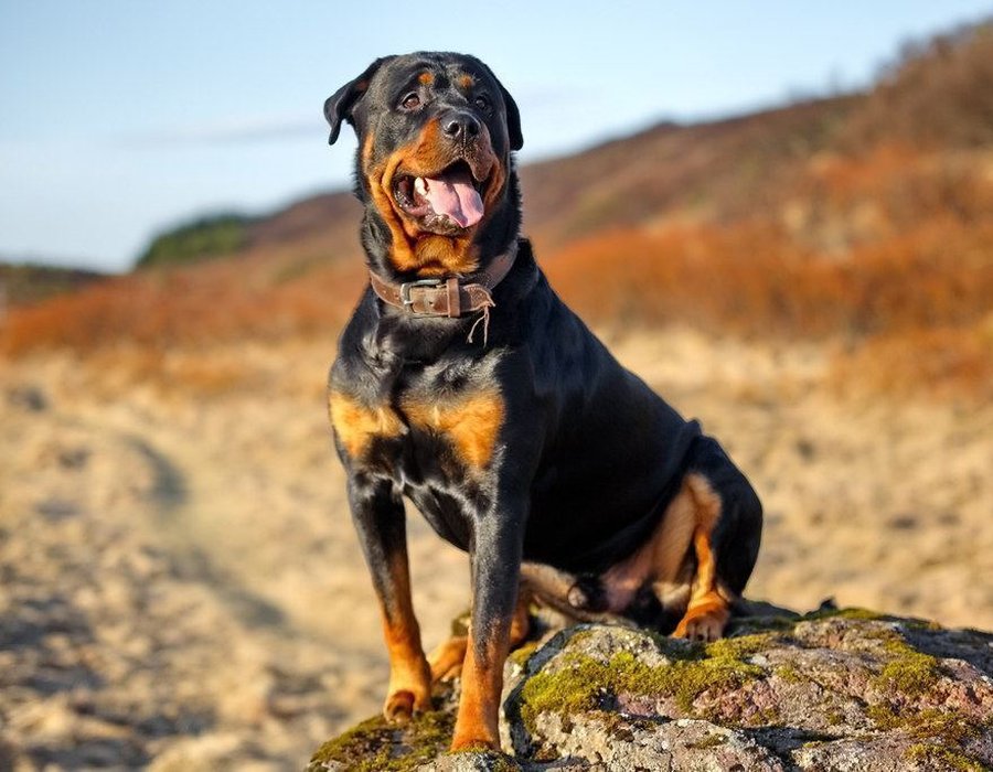 Rottweiler Puppy - Rottweiler Puppy