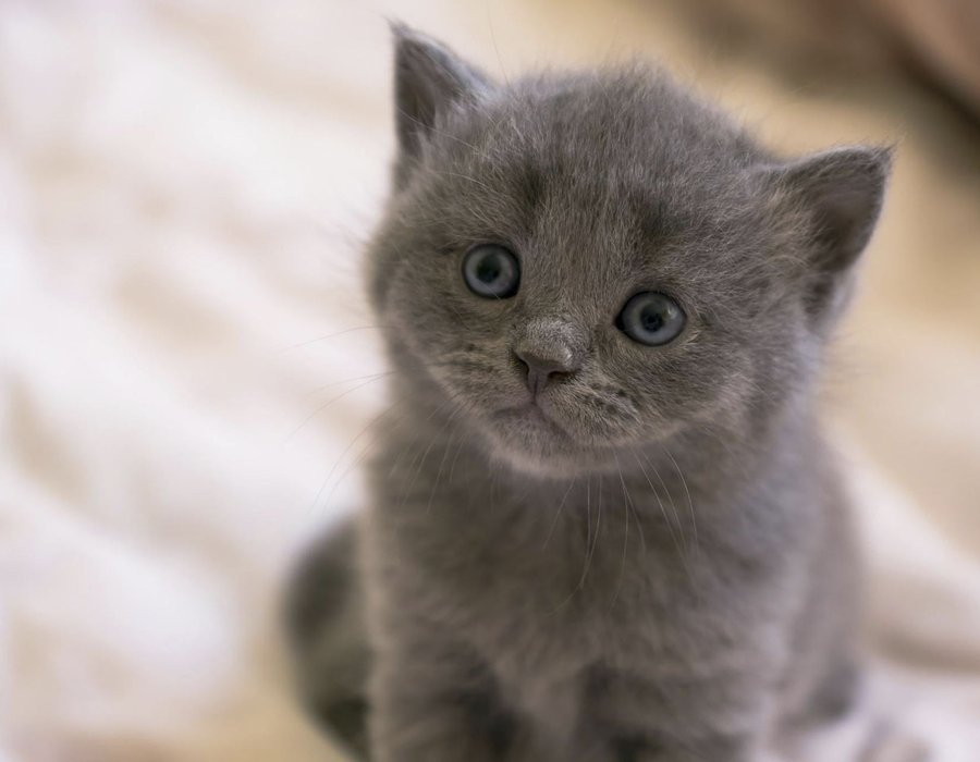 Russian Blue Kitten - Russian Blue Kitten