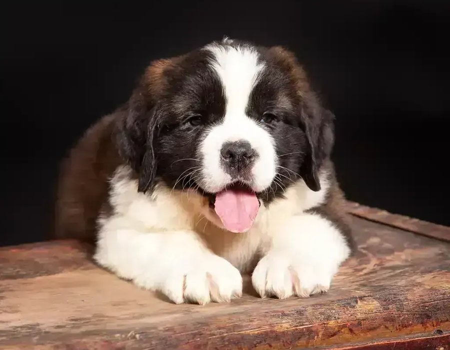 Saint Bernard Puppy - Saint Bernard Puppy