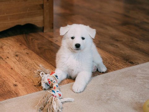Samoyed Puppy | White - Samoyed Puppy | White