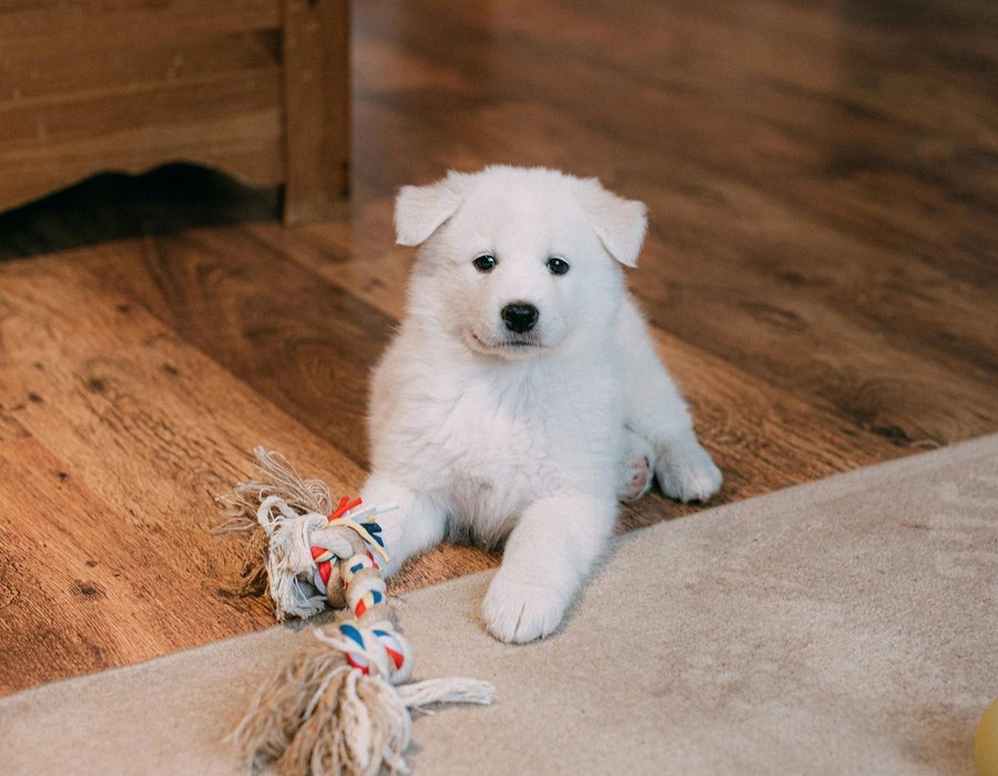 Samoyed Puppy | White - Samoyed Puppy | White