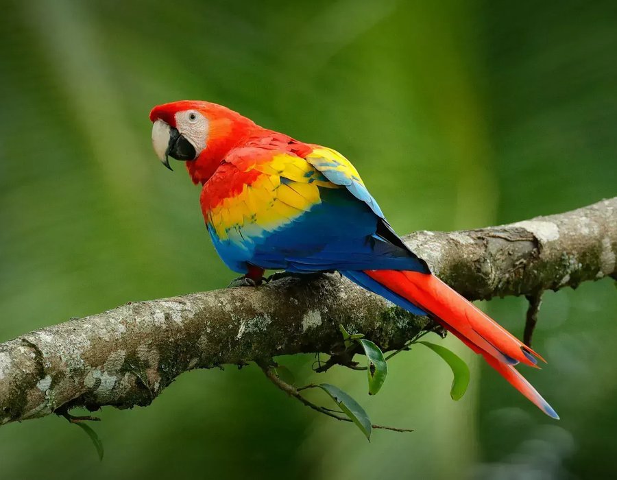 Scarlet Macaw - Scarlet Macaw