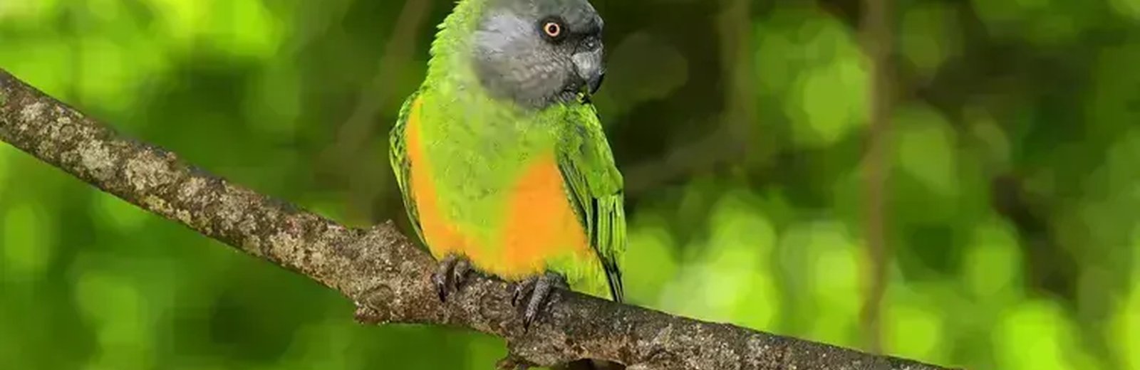 Exotic Birds & Chicks