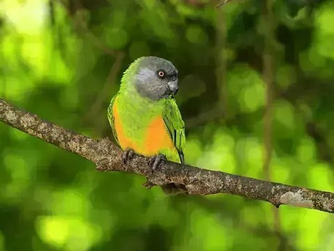 Senegal Parrot - Senegal Parrot