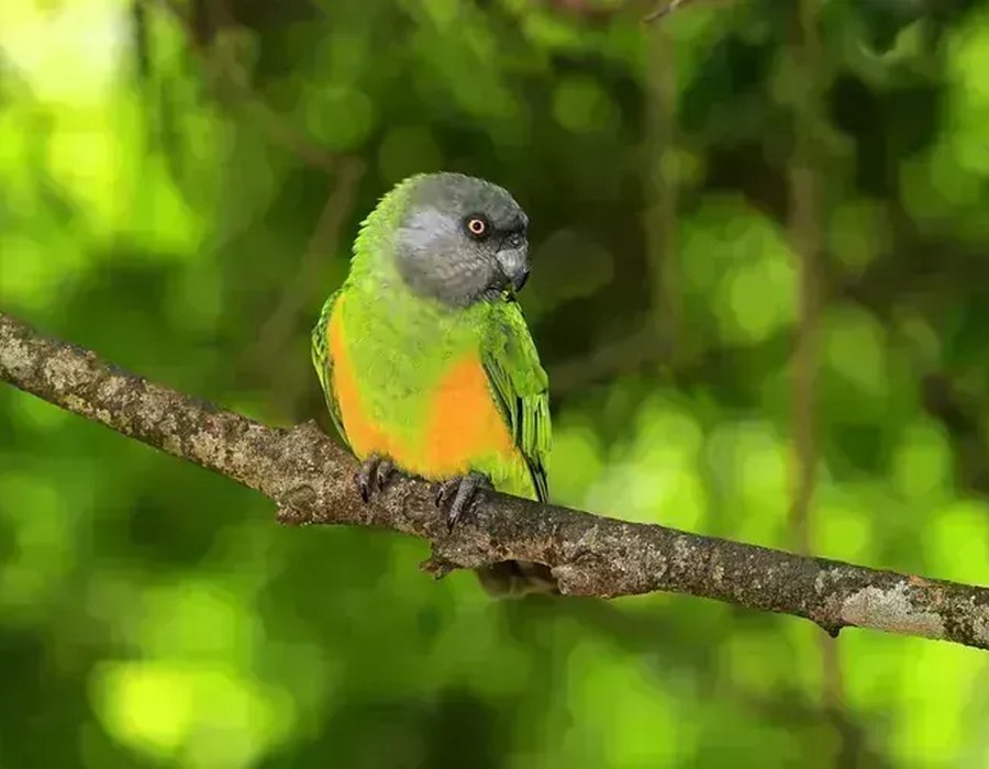 Senegal Parrot - Senegal Parrot
