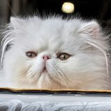 One more picture of the Persian Kitten (Punch Face) at Chandigarh Pets, Chandigarh - Persian Kitten (Punch Face)