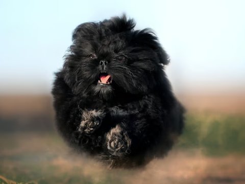 Shih Tzu | Pure Black - Shih Tzu | Black Color