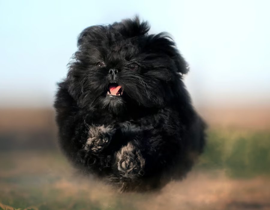 Shih Tzu | Pure Black - Shih Tzu | Black Color