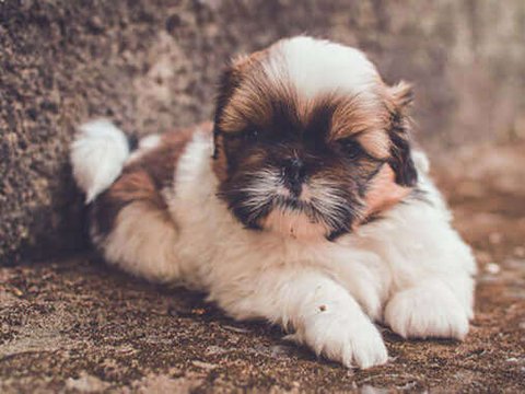 Shih Tzu Puppy Brown & White - Shih Tzu Puppy Brown & Black