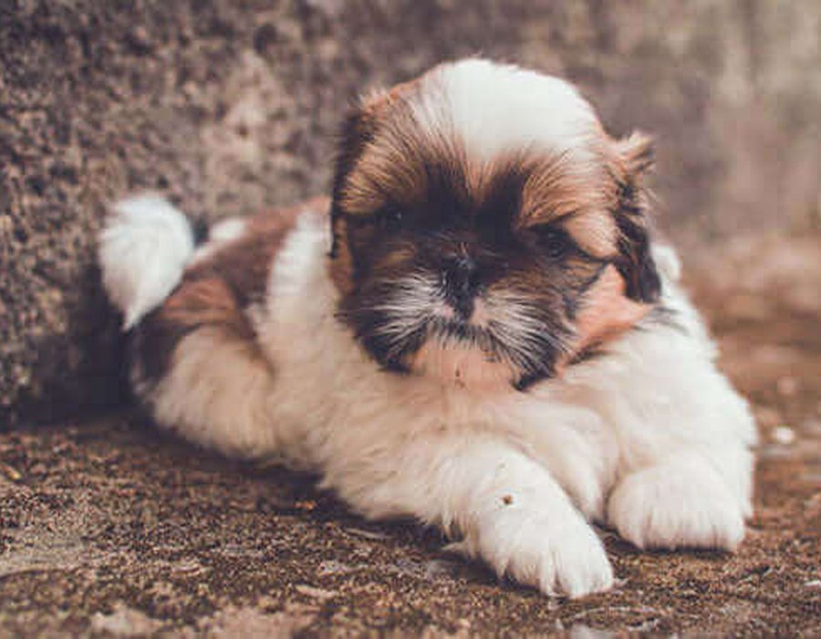 Shih Tzu Puppy Brown & White - Shih Tzu Puppy Brown & Black