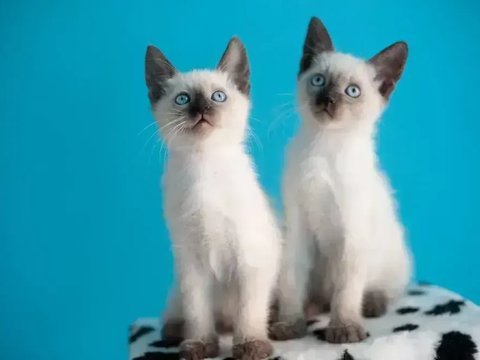 Siamese Kitten - Siamese Kitten