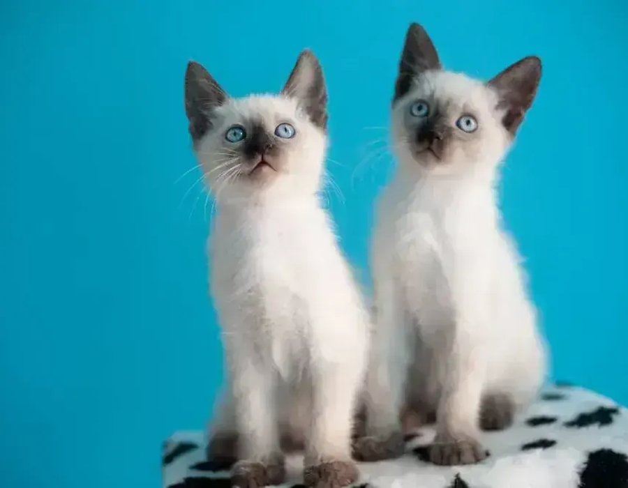Siamese Kitten - Siamese Kitten