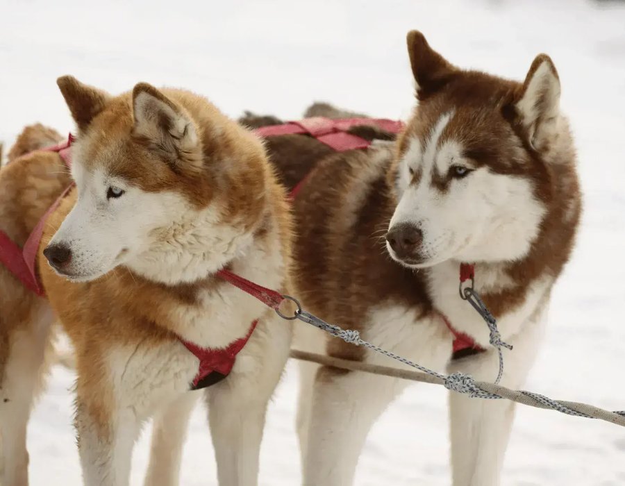 Siberian Husky Puppy | Copper & White Color - Siberian Husky Puppy | Copper & White Color