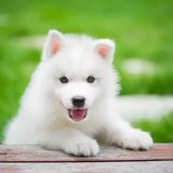 Siberian Husky Puppy (White Color) available at Chandigarh Pets in Chandigarh - Siberian Husky Puppy | White Color