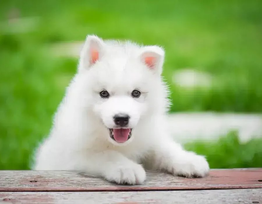 Siberian Husky Puppy | White Color - Siberian Husky Puppy | White Color