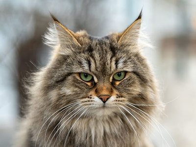 Siberian Kitten