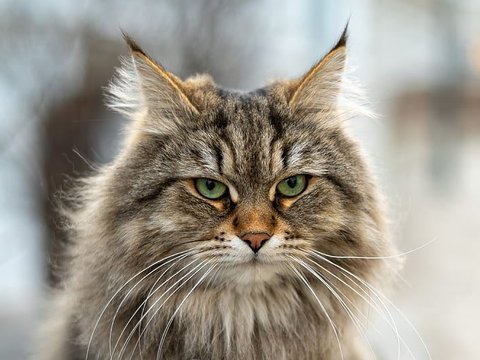 Siberian Kitten - Siberian Kitten