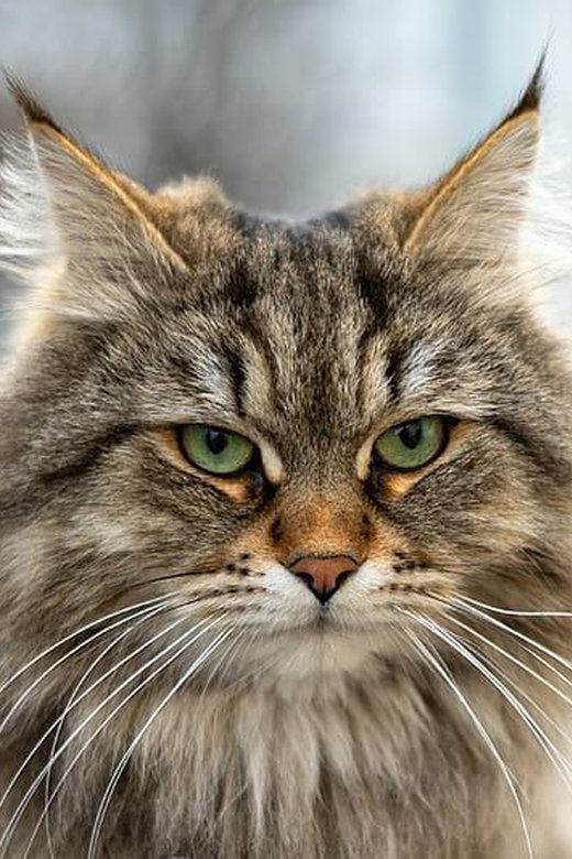 Siberian Kitten