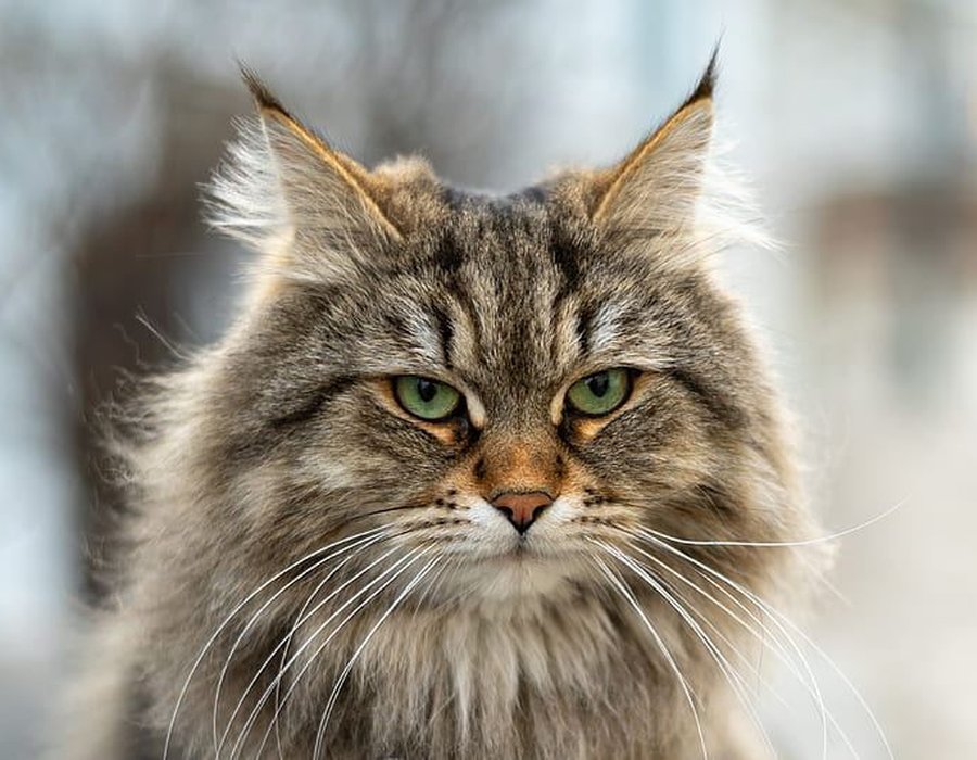 Siberian Kitten - Siberian Kitten