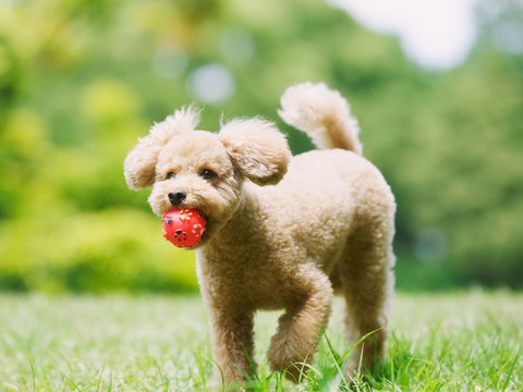 Standard Poodle Puppy - Standard Poodle Puppy
