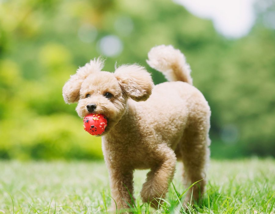 Standard Poodle Puppy - Standard Poodle Puppy