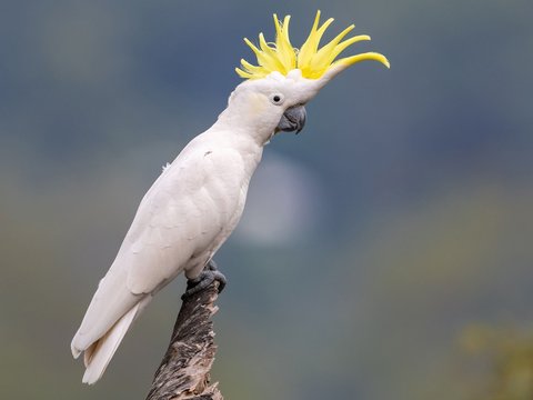 Sulphur Crested Cockatoo - Sulphur Crested Cockatoo