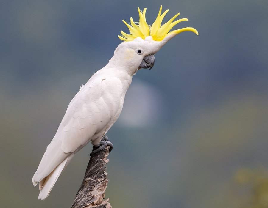 Sulphur Crested Cockatoo - Sulphur Crested Cockatoo