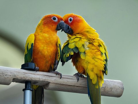 Sun Conure - Sun Conure