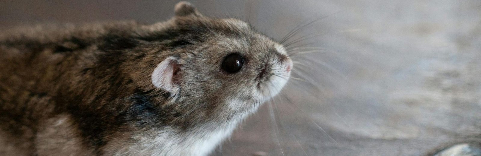 Small Animals & Exotic Pets