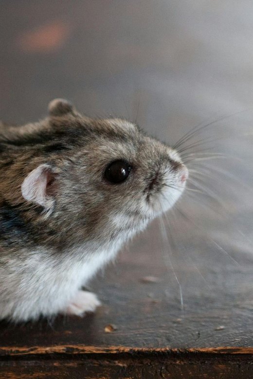 Syrian Hamster Babies