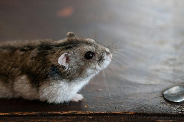 Small Animals & Exotic Pets