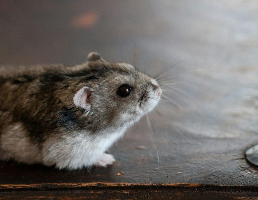 Syrian Hamster Babies - Syrian Hamster Babies