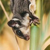 One more picture of the Sugar Glider (Grey) at Chandigarh Pets, Chandigarh - Sugar Glider | Grey