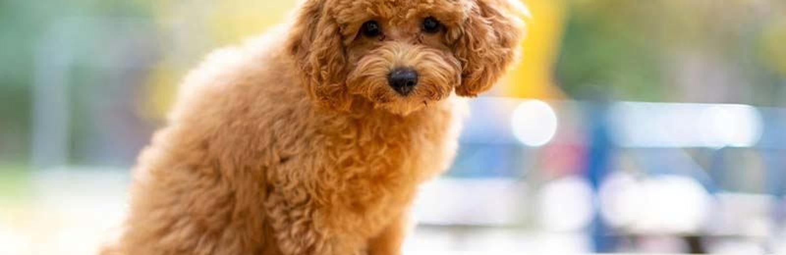 Dogs & Puppies