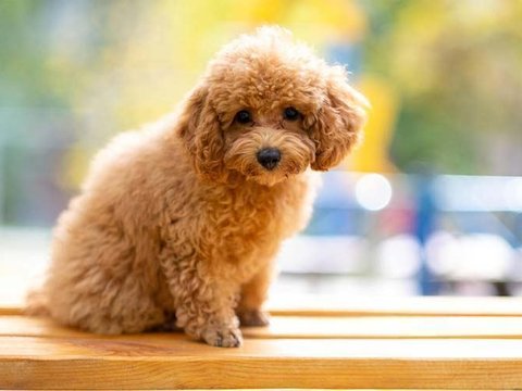Toy Poodle Puppy - Toy Poodle Puppy