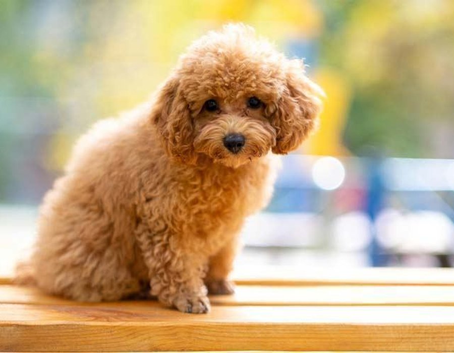 Toy Poodle Puppy - Toy Poodle Puppy