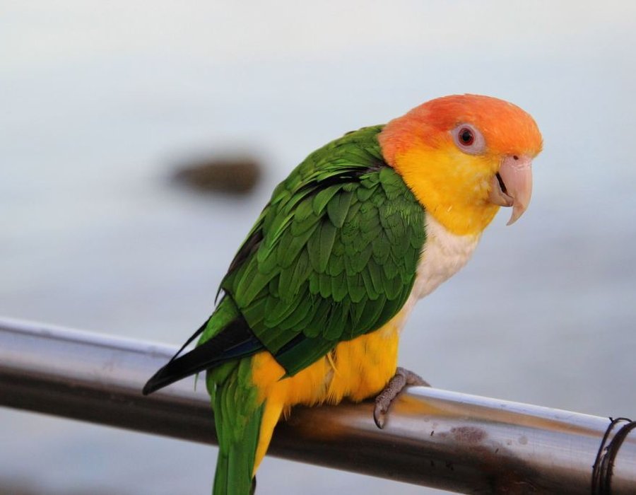 White Bellied Caique - White Bellied Caique
