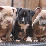 Another photo of the Pitbull Terrier Puppy available at Chandigarh Pets in Chandigarh - Pitbull Terrier Puppy