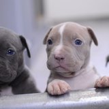 Pitbull Terrier Puppy ready for a new home, from Chandigarh Pets in Chandigarh - Pitbull Terrier Puppy