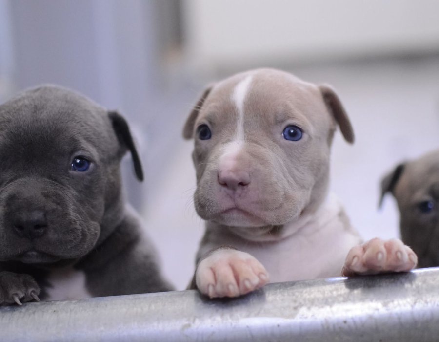 Pitbull Terrier Puppy - Pitbull Terrier Puppy