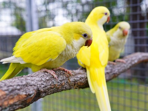 Yellow Monk | Lutino Quaker Parrot - Yellow Monk | Lutino Quaker Parrot