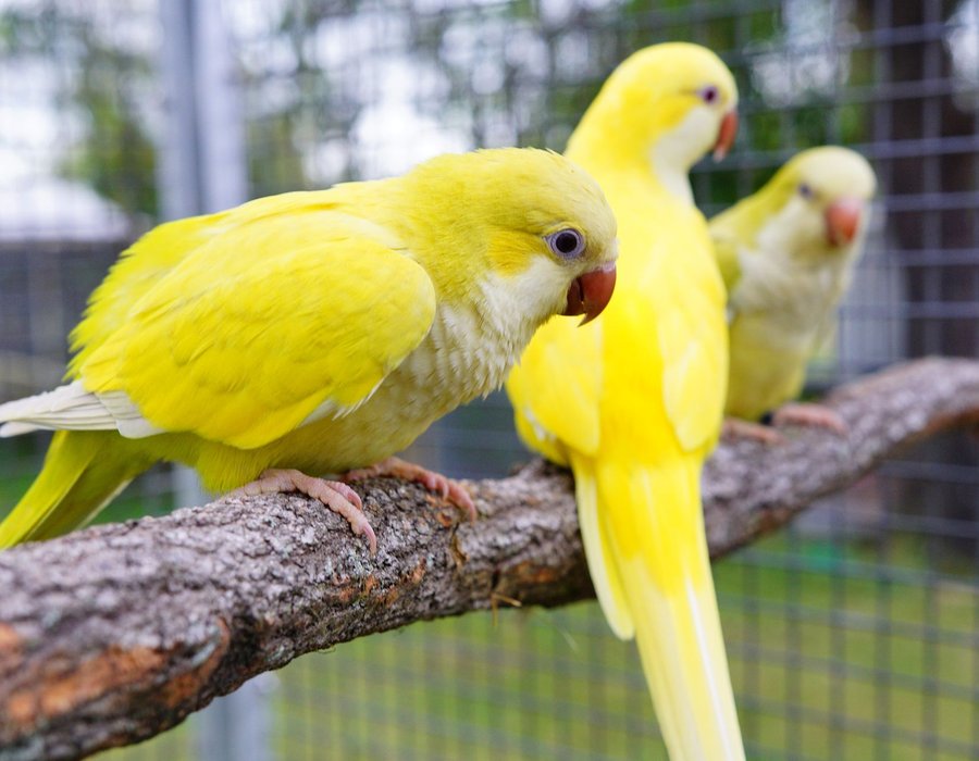 Yellow Monk | Lutino Quaker Parrot - Yellow Monk | Lutino Quaker Parrot