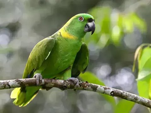 Yellow Naped Amazon - Yellow Naped Amazon