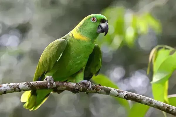 Exotic Birds & Chicks