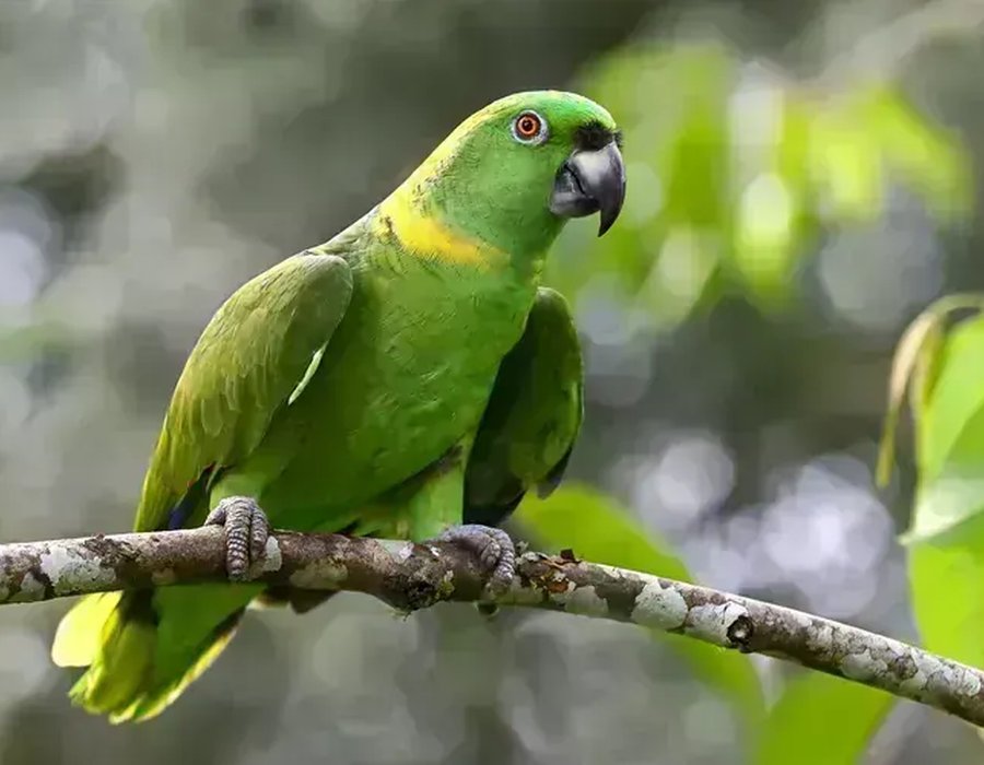 Yellow Naped Amazon - Yellow Naped Amazon