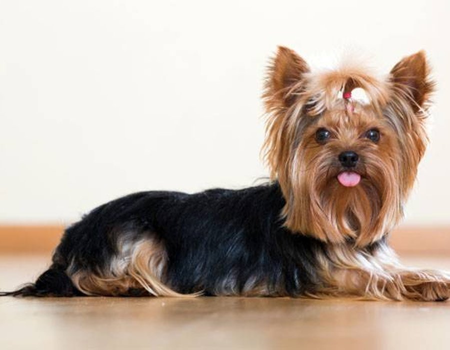 Yorkshire Terrier Puppy - Yorkshire Terrier Puppy